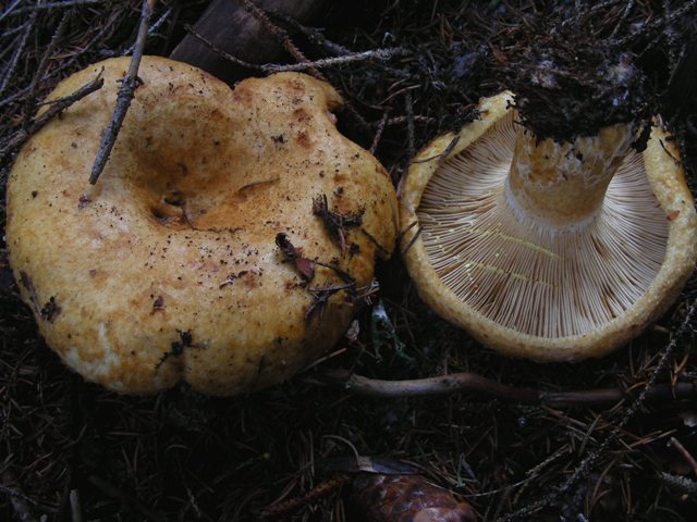 Escursione a 1500/1800,tanti funghi